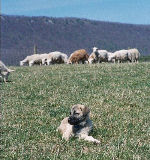 Emine as a puppy in 2005